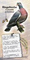 Ringeltaube