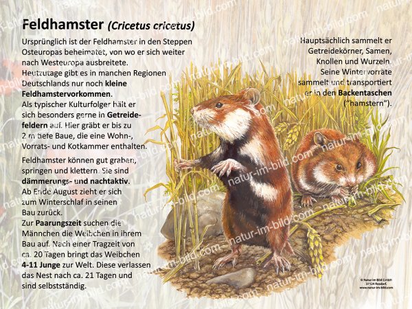 Feldhamster
