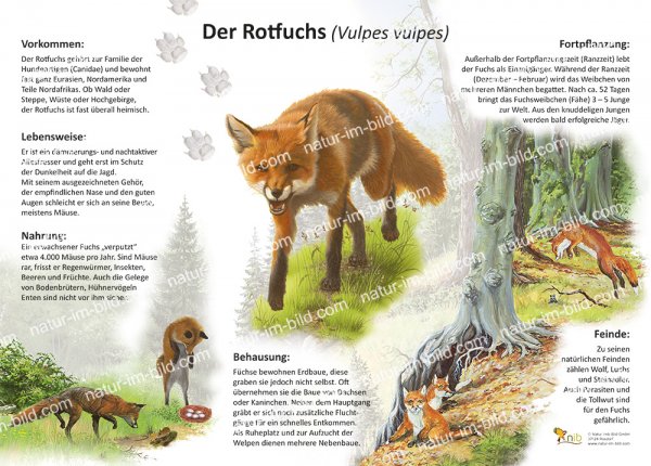 Rotfuchs