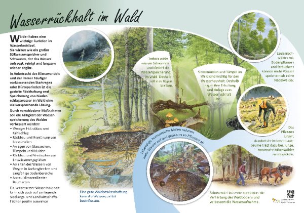 Wasserrückhalt im Wald