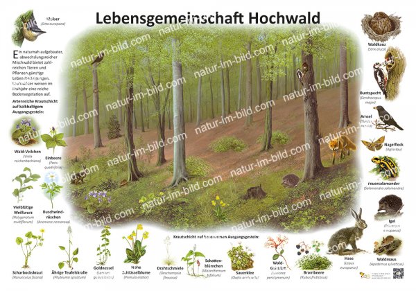 Lebensgemeinschaft Hochwald