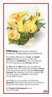 Pfifferling