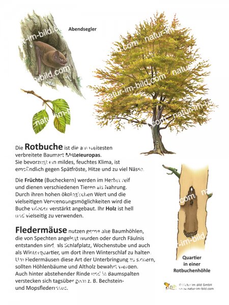 Rotbuche und Fledermaus