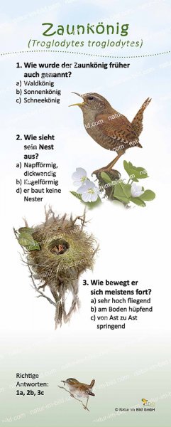 Zaunkönig