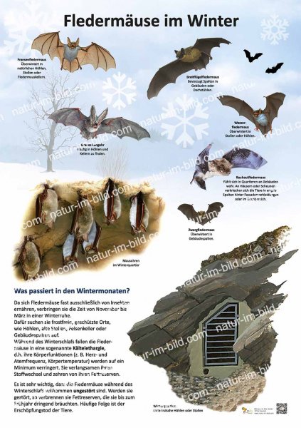 Fledermäuse im Winter