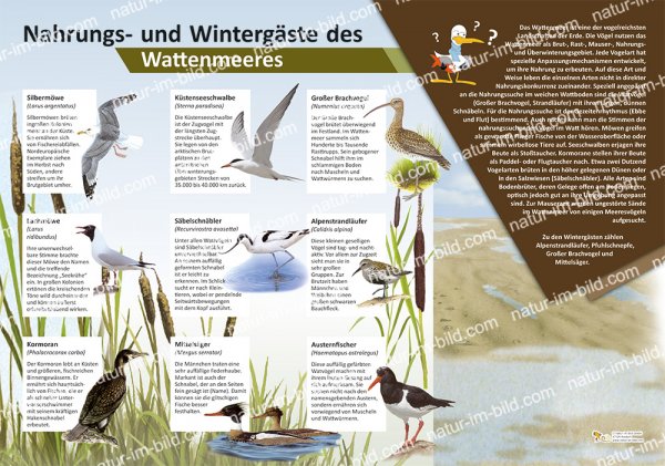 Nahrungs- und Wintergäste des Wattenmeeres