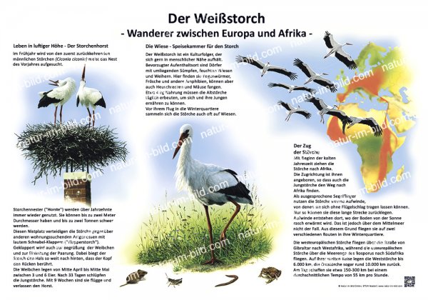 Der Weißstorch