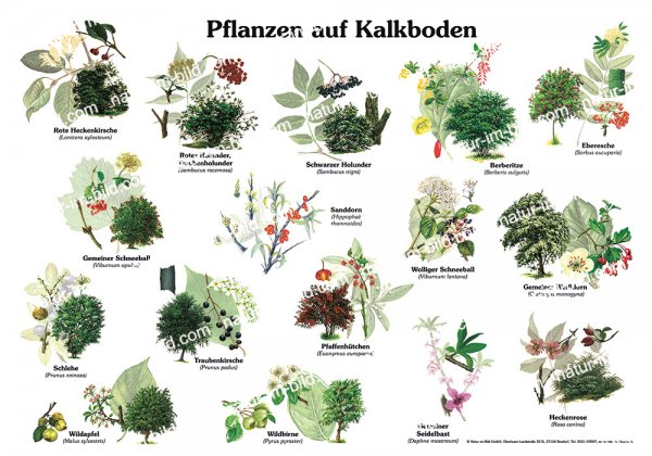 Pflanzen auf Kalkboden