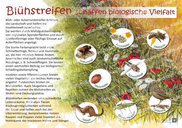 Blühstreifen