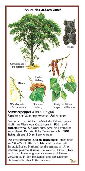 Schwarzpappel - Baum des Jahres 2006