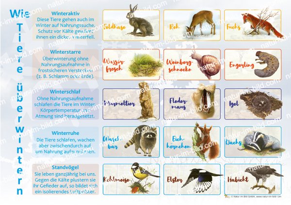 Wie Tiere überwintern
