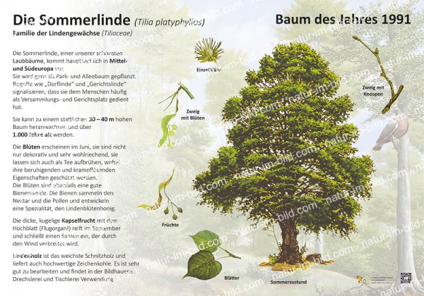 Die Sommerlinde - Baum des Jahres 1991