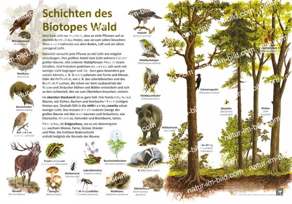 Schichten des Biotopes Wald
