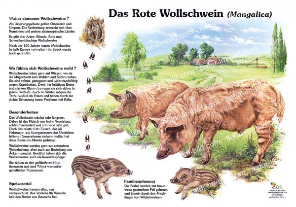 Das rote Wollschwein