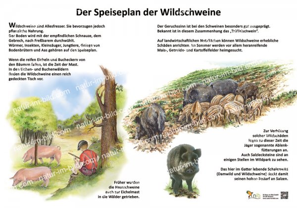 Der Speiseplan der Wildschweine