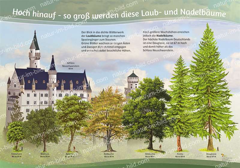 Laub- und Nadelbäume | Natur im Bild Lehrtafeln für Natur-, Lehr- oder