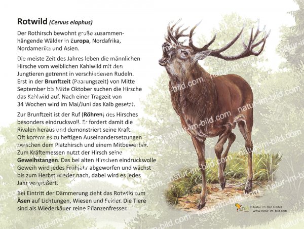 Rotwild