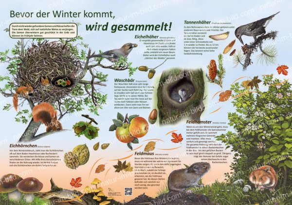 Bevor der Winter kommt, wird gesammelt ...