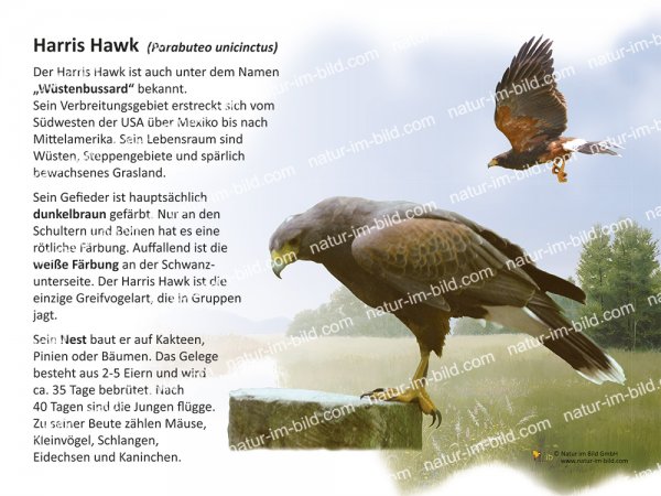 Harris Hawk
