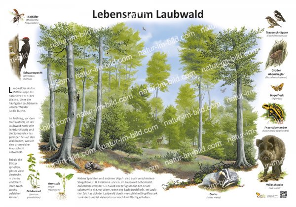 Lebensraum Laubwald