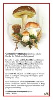 Gemeiner Steinpilz