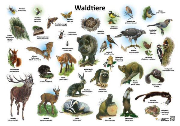 Waldtiere