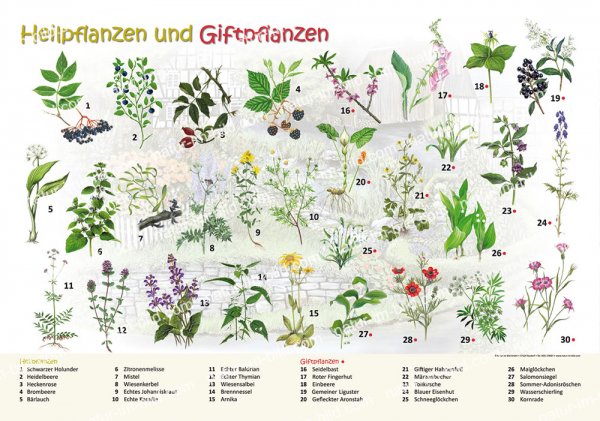 Heilpflanzen und Giftpflanzen