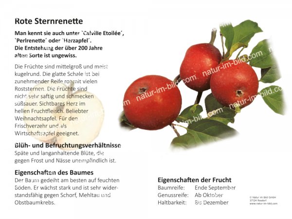 Rote Sternrenette