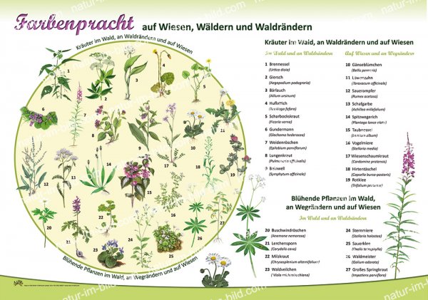 Farbenpracht auf Wiesen, Wäldern und Waldrändern