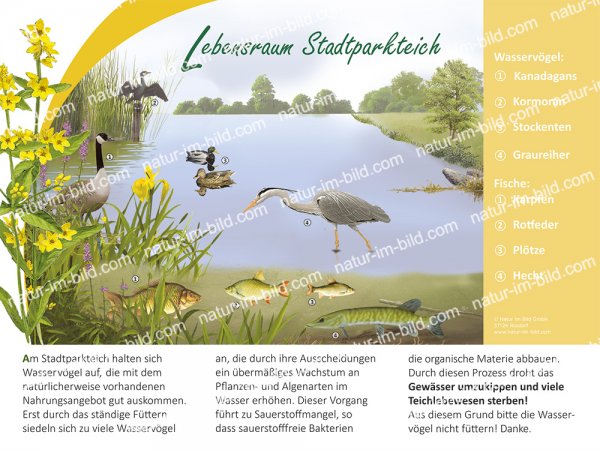 Lebensraum Stadtparkteich