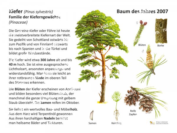 Kiefer - Baum des Jahres 2007