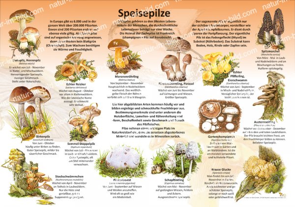 Speisepilze