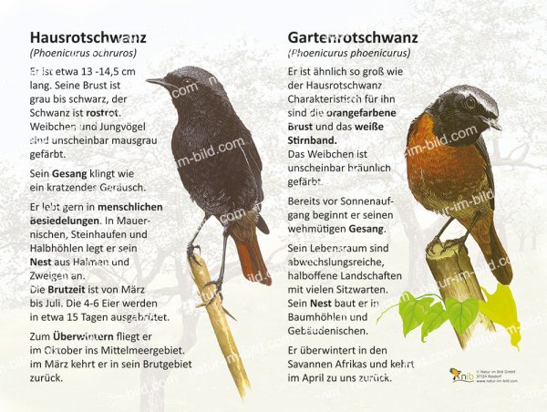 Rotschwänze - Haus- und Gartenrotschwanz