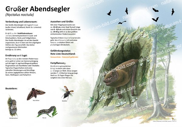 Großer Abendsegler