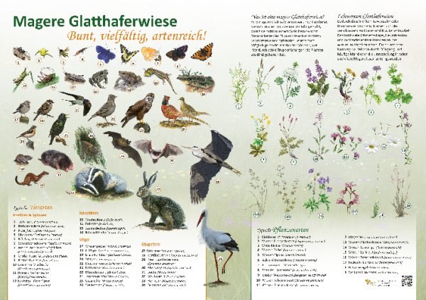 Magere Glatthaferwiese