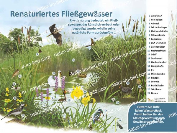 Renaturiertes Fließgewässer