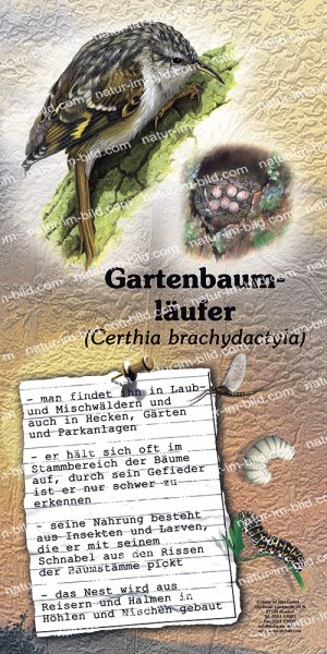 Gartenbaumläufer