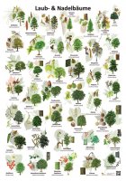Laub- und Nadelbäume