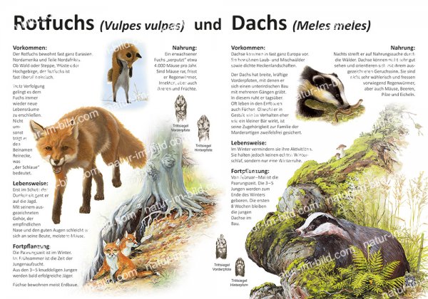 Rotfuchs und Dachs