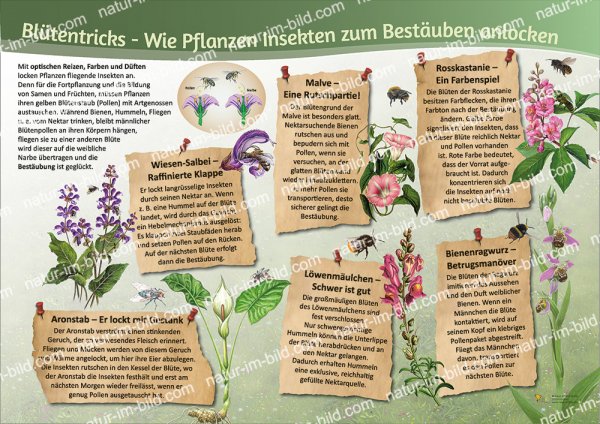 Blütentricks - Wie Pflanzen Insekten zum Bestäuben anlocken