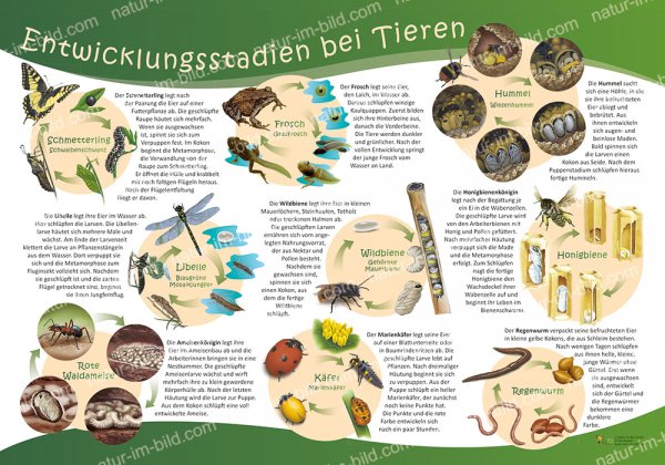 Entwicklungsstadien bei Tieren