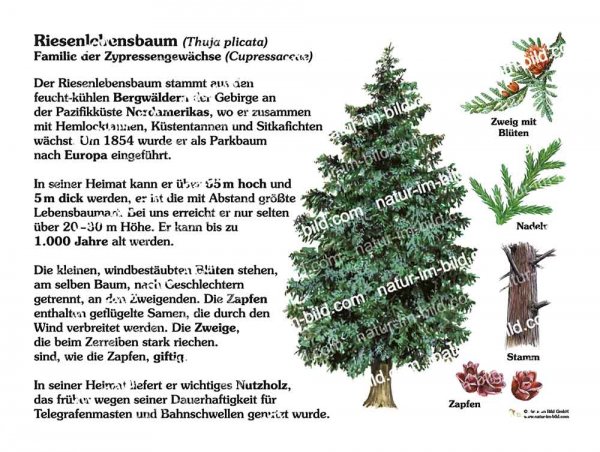 Riesenlebensbaum