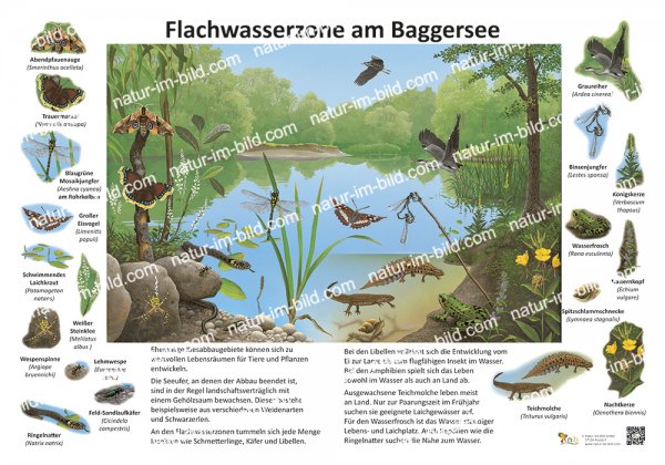 Flachwasserzonen am Baggersee