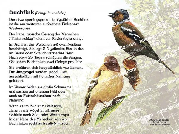 Buchfink