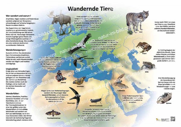 Wandernde Tiere
