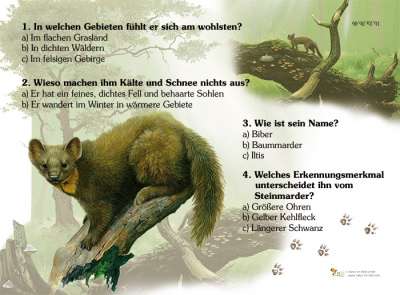 Eichhörnchen -Quiz | Quiztafel | Lehrtafeln | Natur im Bild Lehrtafeln
