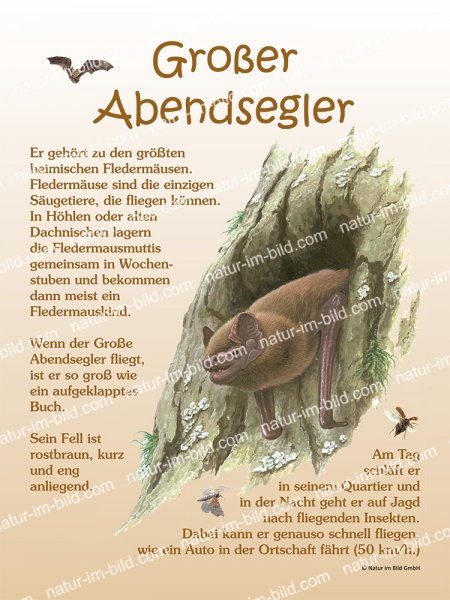 Großer Abendsegler