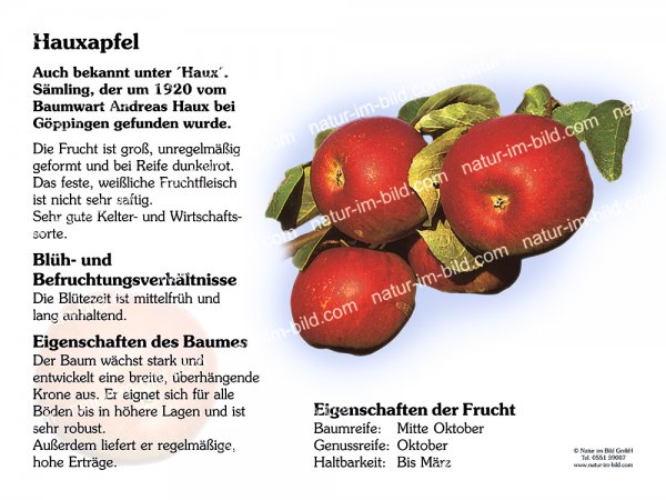 Hauxapfel