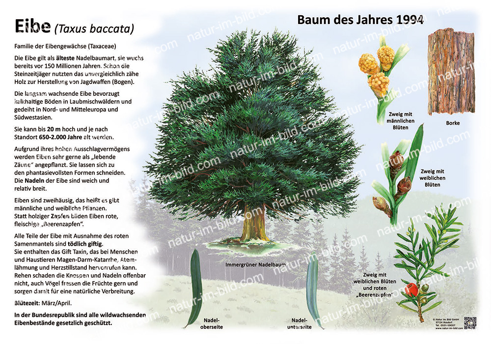Die Eibe - Baum des Jahres 1994 | Pflanzen | Lehrtafeln | Natur im Bild  Lehrtafeln fr Natur-, Lehr- oder Lernpfade