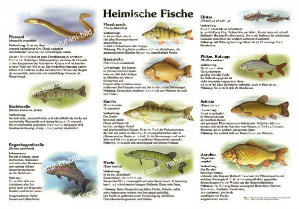 Heimische Fische